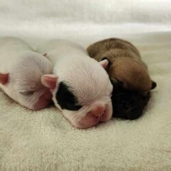 ANKC French Bulldog Puppy/French Bulldog/Male/Younger Than Six Months,We have available a beautiful Chunky Pied Boy to the best of homes.This little bundle of joy is playful, affectionate, and full of personality.Raised in a loving home environment, they’re well-socialized and ready to become part of your family.He will be ready on the 29th of June 2024 at 8 weeks of age.Quality Bred, both parents are of Champion Lineage from European & Uk Bloodlines.All relative heath testDNA Ex ray's Trachea scoring, andRFG assessments have been done within our breeding program.He comes with a Sales contractFully vet checked vaccinated wormed6 weeks complimentary InsuranceExtensive information package.and Breeder support.Don’t miss out on this adorable French Bulldog puppy, They bring so much love and laughter to your home. 