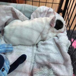 ANKC French Bulldog Puppy/French Bulldog/Male/Younger Than Six Months,We have available a beautiful Chunky Pied Boy to the best of homes.This little bundle of joy is playful, affectionate, and full of personality.Raised in a loving home environment, they’re well-socialized and ready to become part of your family.He will be ready on the 29th of June 2024 at 8 weeks of age.Quality Bred, both parents are of Champion Lineage from European & Uk Bloodlines.All relative heath testDNA Ex ray's Trachea scoring, andRFG assessments have been done within our breeding program.He comes with a Sales contractFully vet checked vaccinated wormed6 weeks complimentary InsuranceExtensive information package.and Breeder support.Don’t miss out on this adorable French Bulldog puppy, They bring so much love and laughter to your home. 