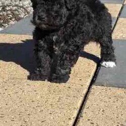 Bichoodle pups bishon x toy poodle fluffy and cute /Poodle (Miniature)/Male/Younger Than Six Months,Bichoodle pups white cream male and black female will come first vaccination and microchip adorable pups non shedding wormed every 2 weeks,mum is bishon and dad is grey silver toy poodle ph ******0818 for more info located in Hervey Bay REVEAL_DETAILS 