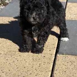 Bichoodle pups bishon x toy poodle fluffy and cute /Poodle (Miniature)/Male/Younger Than Six Months,Bichoodle pups white cream male and black female will come first vaccination and microchip adorable pups non shedding wormed every 2 weeks,mum is bishon and dad is grey silver toy poodle ph ******0818 for more info located in Hervey Bay REVEAL_DETAILS 