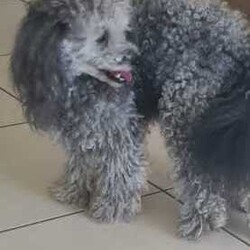 Bichoodle pups bishon x toy poodle fluffy and cute /Poodle (Miniature)/Male/Younger Than Six Months,Bichoodle pups white cream male and black female will come first vaccination and microchip adorable pups non shedding wormed every 2 weeks,mum is bishon and dad is grey silver toy poodle ph ******0818 for more info located in Hervey Bay REVEAL_DETAILS 