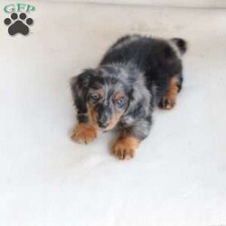 Milo/Dachshund									Puppy/Male	/May 9th, 2024,To contact the breeder about this puppy, click on the “View Breeder Info” tab above.