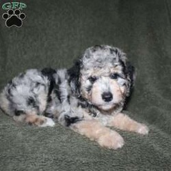 Sarah/Mini Aussiedoodle									Puppy/Female	/7 Weeks,Loving eyes, colorful coats, and wagging tails! This Mini Aussiedoodle puppy is one of the most amazing companions you could find! Each puppy comes up to date on shots and dewormer and is vet checked! We offer a 1 Year Genetic Health Guarantee as well! If you are seeking a healthy pup who is from genetically tested parents contact us today!