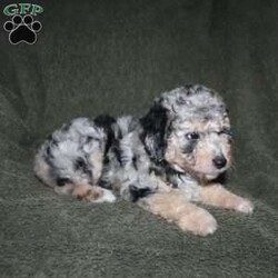 Sarah/Mini Aussiedoodle									Puppy/Female	/7 Weeks,Loving eyes, colorful coats, and wagging tails! This Mini Aussiedoodle puppy is one of the most amazing companions you could find! Each puppy comes up to date on shots and dewormer and is vet checked! We offer a 1 Year Genetic Health Guarantee as well! If you are seeking a healthy pup who is from genetically tested parents contact us today!