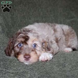 Tiara/Mini Aussiedoodle									Puppy/Female	/9 Weeks,Do you need a lovable puppy who will steal the hearts of all who see her? This Mini Aussiedoodle puppy is every bit as beautiful as she is sweet! Each puppy comes up to date on shots and dewormer and is vet checked! We offer a 1 Year Genetic Health Guarantee as well! If you are seeking a healthy pup who is from genetically tested parents contact us today!