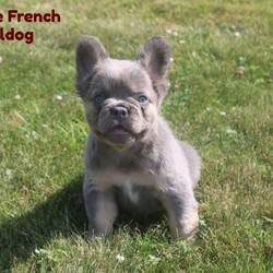 George/French Bulldog									Puppy/Male	/8 Weeks,Hey There, My name is George! I am a very cute Lilac colored male AKC Fluffy French Bulldog puppy! I was born on May 3rd, 2024. I am such a sweet little boy! I am looking for my new family, could that be with you? If you choose me I will come home to you vet checked, microchipped, AKC Registered and I will also come with a health guarantee. Both of my parents have also been DNA Tested. If you think that I would make the perfect little addition to your family, then please call or text to find out more information about me! I am located in Fresno, Ohio! 