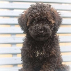 Lilly/Miniature Poodle									Puppy/Female	/10 Weeks,Hey There, My name is Lilly! I am a very beautiful female Mini Poodle puppy! I was born on April 20th, 2024. I am such a sweet and playful little girl! I’m looking for my new family, could that be with you? If you think that I would make the perfect little addition to your family, then please call or text to find out more information about me!