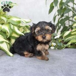 Willy/Yorkie									Puppy/Male	/6 Weeks,Are you looking for a tiny little puppy to tote around and snuggle? You need a Yorkie Puppy! Willy is sassy and sweet! He loves attention and comes up to date on shots and dewormer. Each puppy is vet checked as well. Willy is a chubby little puppy who favors his mother and will be similar to her 7-8lb size as an adult! To learn more contact us today!