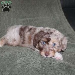 Tiara/Mini Aussiedoodle									Puppy/Female	/9 Weeks,Do you need a lovable puppy who will steal the hearts of all who see her? This Mini Aussiedoodle puppy is every bit as beautiful as she is sweet! Each puppy comes up to date on shots and dewormer and is vet checked! We offer a 1 Year Genetic Health Guarantee as well! If you are seeking a healthy pup who is from genetically tested parents contact us today!