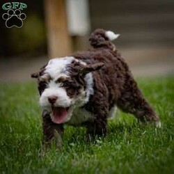 Noki/Mini Bernedoodle									Puppy/Female	/May 13th, 2024,Hi there, future best friend! My name is Noki, and I’m one of the adorable F2 Mini Bernedoodle puppies looking for a forever home. With my soft brown and white coat, I’m quite the head-turner, but it’s not just my looks that make me special. Let me tell you a little about myself and my family.