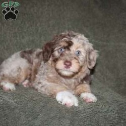 Tiara/Mini Aussiedoodle									Puppy/Female	/9 Weeks,Do you need a lovable puppy who will steal the hearts of all who see her? This Mini Aussiedoodle puppy is every bit as beautiful as she is sweet! Each puppy comes up to date on shots and dewormer and is vet checked! We offer a 1 Year Genetic Health Guarantee as well! If you are seeking a healthy pup who is from genetically tested parents contact us today!