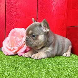 Kalli/French Bulldog									Puppy/Female	/9 Weeks,Kalli is a super cute little lilac tan Akc registered frenchy puppy! Great quality! Listed at pet price contact us for price with full rights! Up to date with all shots and dewormings will come with a health guarantee! Family raised and well socialized! Ground delivery is available right to your door! Contact us today to get your new family member!