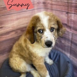 Adopt a dog:Sunny/Great Pyrenees/Female/Baby,22013 Sunny 6/23/24
6 month old female Pyrenees
Adoption fee: $90.00

Meet Sweet little Sunny. She came to us as a stray and is now ready for adoption. She is a 6 month old Pyrenees puppy looking for her Fur-ever home. She is at the perfect age to train rather it be out on the farm or in the house. She would make a great family pet. If you would like to meet sweet Sunny come on out to the shelter.