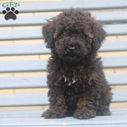 Lilly/Miniature Poodle									Puppy/Female	/10 Weeks,Hey There, My name is Lilly! I am a very beautiful female Mini Poodle puppy! I was born on April 20th, 2024. I am such a sweet and playful little girl! I’m looking for my new family, could that be with you? If you think that I would make the perfect little addition to your family, then please call or text to find out more information about me!