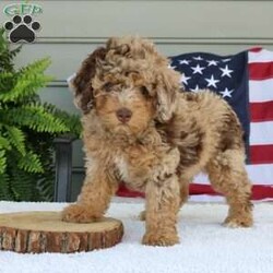 Gigi/Mini Bernedoodle									Puppy/Female	/8 Weeks,Gigi is a adorable mini Bernedoodle. Her coloring is so stunning and take a look at her light green eyes. She has the sweetest, laid back personality and loves everyone. Her parents are genetic health tested and she is vet checked and totally healthy. To meet this sweetheart call or text Casondra Lapp. Thank you.