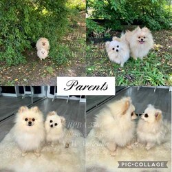 Doll Faced Teacup Sized Purebred Pomeranians /Pomeranian/Female/Younger Than Six Months,Hey everyone! We are excited to announce we have our Doll Faced Miniature Teacup Sized Purebred Pomeranians.These angels are bred with quality, perfectly healthy, very small sized and light weight parents ensuring that the puppies are guaranteed to grow up to be very tiny, small enough to fit in a handbag like their Mum. We anticipate their average weights to be between 1.5-2.5 kilograms as per previous litters in the past. Mum is only sitting at 2 kilograms where as dad is sitting at 3 kilograms as shown in photos.They were born on the 01st of May 2024 so that'll be the day to celebrate their little birthday 