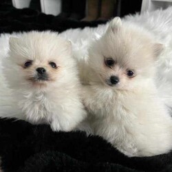 Doll Faced Teacup Sized Purebred Pomeranians /Pomeranian/Female/Younger Than Six Months,Hey everyone! We are excited to announce we have our Doll Faced Miniature Teacup Sized Purebred Pomeranians.These angels are bred with quality, perfectly healthy, very small sized and light weight parents ensuring that the puppies are guaranteed to grow up to be very tiny, small enough to fit in a handbag like their Mum. We anticipate their average weights to be between 1.5-2.5 kilograms as per previous litters in the past. Mum is only sitting at 2 kilograms where as dad is sitting at 3 kilograms as shown in photos.They were born on the 01st of May 2024 so that'll be the day to celebrate their little birthday 