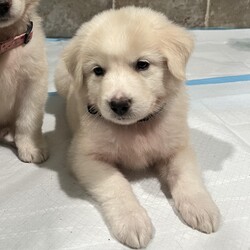 Adopt a dog:Simon (PA)/Great Pyrenees/Male/Baby,Handsome Simon is very sweet and easy going! His foster mom says he is very gentle and sweet but playful. He has the most stunning cream coat. He's a Great Pyr mix and we think he will be around 65lbs when he is fully grown.

Simon was born around mid-May and will be ready to go home mid-July!

He is being fostered in Fulshear TX but we can have him brought to PA on rescue transport (once adopted) which brings dogs up twice a month.

His adoption fee is $395 plus $30 for a health certificate and $220 for transport. He must be neutered when he is between 6-12 months old - Twilight Tails will give you a rebate of $100 once done.

Please complete the application on this link:
https://forms.gle/iCDkiVT5FwJYhezn8

Or email ular.sandra@gmail.com for an application.

Once your application is approved, we can arrange a FaceTime session for you to meet him.