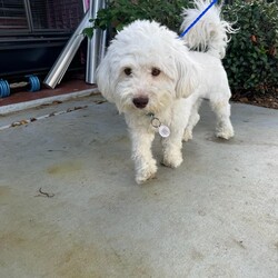 Adopt a dog:Milo/Havanese/Male/Young,Milo is a beautiful, 3 year old male havanese.

Milo is funny, playful and bonds very deeply to 1-2 people. 

Milo was left at a shelter and adopted out but immediately returned for biting. He didn't have a chance to get adopted back out but passed all of his behavioral tests wonderfully, so we gave him a chance.

He has been fine with us but has been snippy around other dogs that are too close to him while eating. He doesn't especially love small kids or crowds and does a bit of resource guarding but would make a wonderful and loving companion for someone with some patience and love.


Training will be available to Milo's adopter with our help. He's a great guy, but he's been through a lot and is funny about sudden movements and sharing food.