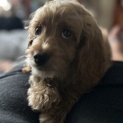 Adopt a dog:ALiberty/Cockapoo/Male/Baby,MEET LIBERTY!  HE IS A SUPER SWEET COCKAPOO PUPPY!  He is 10weeks old and really a great little dog!  He plays well with all the dogs and has all the shots (bordatella, distemper) and wormer he is suppose to have to date!  He is already microchipped and In a couple of weeks he will need to be returned to be neutered, get his last distemper and rabies shot.  He will NOT last!  Apply immediately as we want them in adoptive homes right away.

ADOPTION  links: please don’t do on a mobile device!  Must be completed on a computer/ipad

https://www.adore-a-bullie.org/adopt-a-dog