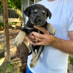 Adopt a dog:Blu/Labrador Retriever/Male/Baby,This sweet little baby is Blu! Blu came to us with his 1o siblings from a local shelter! These little pups were born approximately on 5/12/2024, and they are ready to find their forever homes! These pups love toys, treats, and all food! They love to roughhouse with each other, but they also LOVE to snuggle with people after lots of playtime. These guys will need some training, as most puppies this age do, but they will repay you for your efforts with a lifetime of love!!

We promised Blu that the rest of his life, would be the best of his life. Could that be with you?

 APPLY TO ADOPT: finalvictoryrescue.com *We are located in South Carolina and transport to the northeast weekly. We provide local or virtual meet-and-greets with an application on file.