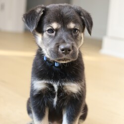 Adopt a dog:Blu/Labrador Retriever/Male/Baby,This sweet little baby is Blu! Blu came to us with his 1o siblings from a local shelter! These little pups were born approximately on 5/12/2024, and they are ready to find their forever homes! These pups love toys, treats, and all food! They love to roughhouse with each other, but they also LOVE to snuggle with people after lots of playtime. These guys will need some training, as most puppies this age do, but they will repay you for your efforts with a lifetime of love!!

We promised Blu that the rest of his life, would be the best of his life. Could that be with you?

 APPLY TO ADOPT: finalvictoryrescue.com *We are located in South Carolina and transport to the northeast weekly. We provide local or virtual meet-and-greets with an application on file.