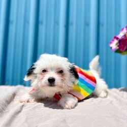 Adopt a dog:Cuddle Bug/Shih Tzu/Female/Baby,For more information or questions about this pet, please email KDavis@vospca.org or text (559) 651-1111