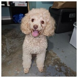 Adopt a dog:Jake/Poodle/Male/Young,Jake is a 2-year-old Apricot Mini Poodle weighing 9 pounds. He is still timid because he was just surrendered because his family are moving and can’t take him. He doesn’t get along with other dogs and hasn’t been cat or child-tested.  His adoption donation is $450 which includes his neuter vaccinations and microchip.  He is heartworm-negative and on monthly preventative. He will be even more adorable after he gets groomed so you must come to meet him.
https://www.aforeverhomeanimalrescue.org/Project/jake/
We are only able to adopt within the state of Florida.  
We have a page on our website that explains our adoption process, and contains a link to our adoption application.  Here is the link:
http://www.aforeverhomeanimalrescue.org/adoption-information-2/