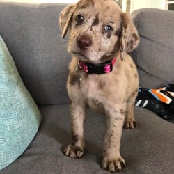 Adopt a dog:Clementine/Australian Shepherd/Female/Baby,Darling Clementine is an 8 week-old Aussie/Catahoula mix puppy. She is beautiful, playful, and loving. She has an awesome temperament!! 

Clementine LOVES her toys, especially ones that crinkle, and chasing behind her foster brothers. This girl doesn’t stop moving!! Once she’s tired herself out, she is complete snuggle bug.

Clementine is a smart little girl. She is doing well with her potty pads, and is working hard on her kennel training.

Clementine has her first set of puppy shots, microchip, and been dewormed. Her adoption fee will cover the cost of her next 2 sets of shots, rabies shot, and spay. 

Clementine will be a medium to large dog when fully grown, we’re guessing 50-60lbs. She will also be an extremely active girl, she will need a large fenced yard, and a doggie or human siblings to play with.

If your home might be the right fit for our darling Clementine, apply to adopt on our website!