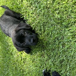 Adopt a dog:Seamus/Labrador Retriever/Male/Baby,Seamus!! One of our Adorable lab / cane corso pups ! These babies will be big since they we like 16 lbs at 8 weeks old ! They will be ready mid July!! Very sweet and well socialized with kids, cats and dogs too! If you love big loving sweet pups / dogs one of this litter is for you! To apply please visit www.straynetwork.org