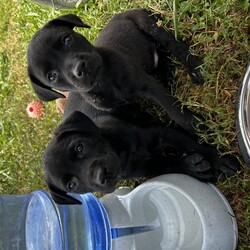 Adopt a dog:Daphne/Black Labrador Retriever/Female/Baby,Here is a heartwarming biography for your adoptable dog Daphne: 