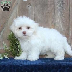 Kody/Maltese									Puppy/Male	/May 1st, 2024,Are you searching for a delightful Maltese puppy to snuggle and hold? This precious little cutie is up to date on shots and dewormer and vet checked. Our puppies are well socialized and family raised. Maltese are friendly and adorable with sweet personalities! If you are seeking the perfect pup contact Barbie today!