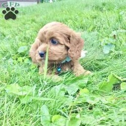 Logan/Cavapoo									Puppy/Male	/7 Weeks,Meet Logan he is a friendly, well socialized, playful,cavapoo puppy. He is vet checked microchipped, updated on his shots and worming. He is ready to meet his new family.