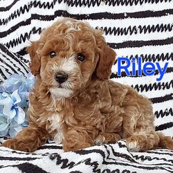 Riley/Miniature Poodle Mix									Puppy/Male	/6 Weeks,Sweet lil cuddly Riley… is family raised with tender loving care and is well socialized with children and adults Caring heart and sweetness made for a special friend who will always be there comforting you with lots of love!! We have 3 children so our fur-babies get lots of attention! Riley is vet health checked! You would get along vet certificate, microchip numbers, health records, warranty thats good for up to 1 year and a lil baggy food! If you would like to schedule a visit contact Susan and will arrange a time for you to meet Riley! 