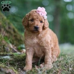 Nellie/Goldendoodle									Puppy/Female	/5 Weeks,Meet our charming little F1B Mini Goldendoodle puppy named Nellie, she is a bundle of joy and fluff that will steal your heart instantly! With soft fur and eyes that sparkle with curiosity, this little girl is ready to fill your home with joy. She has a heart full of love and a playful spirit that will fill your home with laughter. Whether cuddled up on the couch or exploring the great outdoors, she is ready to bring endless joy and companionship to the lucky family that opens their hearts to her boundless affection. Her playful demeanor makes her a wonderful companion for both individuals and families alike. She has inherited the friendly nature of the Golden Retriever and the intelligence of the Poodle! 