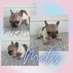 French Bulldog Puppies/French Bulldog/Both/Younger Than Six Months,Wild Flower Frenchies have 7 stunning babies available! 