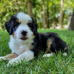 Brody/Mini Bernedoodle									Puppy/Male	/9 Weeks,Hi, I’m Brody! I am a happy-go-lucky little fellow. I love to romp and play, I like playing with children and I have plenty of of kisses for everyone! I am looking for my furever home. Contact my breeder to see if we are a pawfect match!