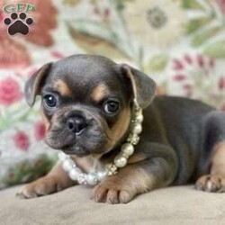 Nala/French Bulldog									Puppy/Female	/7 Weeks,Come and meet Nala! She is the sweetest baby that has eyes that look deep into your soul. So smart and sweet awaiting her new family. 