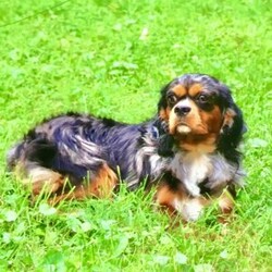 Logan/Cavapoo									Puppy/Male	/7 Weeks,Meet Logan he is a friendly, well socialized, playful,cavapoo puppy. He is vet checked microchipped, updated on his shots and worming. He is ready to meet his new family.