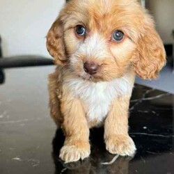 Gorgeous Cockapoo Puppies /Poodle (Toy)/Female/Younger Than Six Months,An exceptional litter of Cockapoo puppies born on the 28/04/24 and are ready for their new homes now.Pups look much larger in photos the whole litter currently weighs less then 1kg a pupPic 1 GirlPic 2 GirlPic 3 GirlPic 4 GirlPic 5 GirlWe encourage you read the full advertisement prior to yourThese pups are very suited to an apartment life style provided they are exercised .This exceptional litter has 6 Females and two males-that-will weigh in at 5kg at adulthoodCockapoos are a x between a toy poodle and a cocker spanielThese puppies have beenVet checkedMicrochippedWormedAnd are available not desexed but we highly encourage you to do soWe can recommend our Vet that works with us for the best rates and safest procedures .Puppies prices are not negotiableAnd serious inquires are urgedLeave your name and number via gumtree and I will get back to you .We are registered with Rpba 2116Similar size to Cavoodle poodle Maltese x shitzu Moodles and cavaliers and spoodle