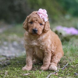 Nellie/Goldendoodle									Puppy/Female	/5 Weeks,Meet our charming little F1B Mini Goldendoodle puppy named Nellie, she is a bundle of joy and fluff that will steal your heart instantly! With soft fur and eyes that sparkle with curiosity, this little girl is ready to fill your home with joy. She has a heart full of love and a playful spirit that will fill your home with laughter. Whether cuddled up on the couch or exploring the great outdoors, she is ready to bring endless joy and companionship to the lucky family that opens their hearts to her boundless affection. Her playful demeanor makes her a wonderful companion for both individuals and families alike. She has inherited the friendly nature of the Golden Retriever and the intelligence of the Poodle! 