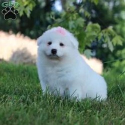 Piper/Samoyed									Puppy/Female	/9 Weeks,Meet Piper, our delightful Samoyed puppy, who is ready to bring unwavering companionship and loyalty to your home. Piper’s fluffy, snowy white coat is soft as a cloud, inviting endless cuddles and all the pets she can get. Her bright, sparkling eyes always seem to be smiling, reflecting her playful and affectionate nature. This little girl is a bundle of joy, brimming with energy and a love for adventures. Her playful spirit is contagious, and she easily entertains you for hours with her puppy antics. Despite her lively demeanor, this pup has a gentle and tender side, always ready for a snuggle session on the couch. Her loving personality and irresistibly soft coat make her the perfect companion, always eager to spend time with her favorite people.