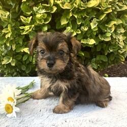 Kurt/Yorkie Poo									Puppy/Male	/May 16th, 2024,Meet Kurt… a cuddly, adorable little ball of fur!! I weighed 2 pounds at 7 wks old … I live in the house with 2 adults and 2 little children, the children love to snuggle me and carry me around, if interested in scheduling an appointment to come meet me , call Lovina today….