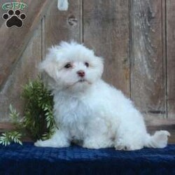 Kody/Maltese									Puppy/Male	/May 1st, 2024,Are you searching for a delightful Maltese puppy to snuggle and hold? This precious little cutie is up to date on shots and dewormer and vet checked. Our puppies are well socialized and family raised. Maltese are friendly and adorable with sweet personalities! If you are seeking the perfect pup contact Barbie today!