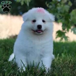 Piper/Samoyed									Puppy/Female	/9 Weeks,Meet Piper, our delightful Samoyed puppy, who is ready to bring unwavering companionship and loyalty to your home. Piper’s fluffy, snowy white coat is soft as a cloud, inviting endless cuddles and all the pets she can get. Her bright, sparkling eyes always seem to be smiling, reflecting her playful and affectionate nature. This little girl is a bundle of joy, brimming with energy and a love for adventures. Her playful spirit is contagious, and she easily entertains you for hours with her puppy antics. Despite her lively demeanor, this pup has a gentle and tender side, always ready for a snuggle session on the couch. Her loving personality and irresistibly soft coat make her the perfect companion, always eager to spend time with her favorite people.