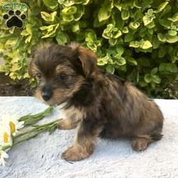 Kurt/Yorkie Poo									Puppy/Male	/May 16th, 2024,Meet Kurt… a cuddly, adorable little ball of fur!! I weighed 2 pounds at 7 wks old … I live in the house with 2 adults and 2 little children, the children love to snuggle me and carry me around, if interested in scheduling an appointment to come meet me , call Lovina today….