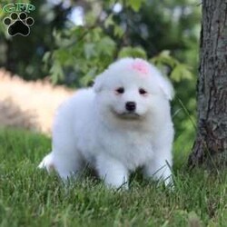 Piper/Samoyed									Puppy/Female	/9 Weeks,Meet Piper, our delightful Samoyed puppy, who is ready to bring unwavering companionship and loyalty to your home. Piper’s fluffy, snowy white coat is soft as a cloud, inviting endless cuddles and all the pets she can get. Her bright, sparkling eyes always seem to be smiling, reflecting her playful and affectionate nature. This little girl is a bundle of joy, brimming with energy and a love for adventures. Her playful spirit is contagious, and she easily entertains you for hours with her puppy antics. Despite her lively demeanor, this pup has a gentle and tender side, always ready for a snuggle session on the couch. Her loving personality and irresistibly soft coat make her the perfect companion, always eager to spend time with her favorite people.