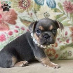 Nala/French Bulldog									Puppy/Female	/7 Weeks,Come and meet Nala! She is the sweetest baby that has eyes that look deep into your soul. So smart and sweet awaiting her new family. 