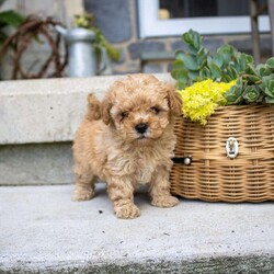 Kylie/Toy Poodle									Puppy/Female	/6 Weeks,Don’t miss out on this sweet little girl! She is up to date on vaccines & dewormer, vet checked with health certificate, and comes with a  1 year genetic health guarantee. She is expected to be around 8lbs. Give us a call to set up a time to meet her!