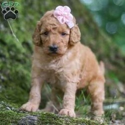 Nellie/Goldendoodle									Puppy/Female	/5 Weeks,Meet our charming little F1B Mini Goldendoodle puppy named Nellie, she is a bundle of joy and fluff that will steal your heart instantly! With soft fur and eyes that sparkle with curiosity, this little girl is ready to fill your home with joy. She has a heart full of love and a playful spirit that will fill your home with laughter. Whether cuddled up on the couch or exploring the great outdoors, she is ready to bring endless joy and companionship to the lucky family that opens their hearts to her boundless affection. Her playful demeanor makes her a wonderful companion for both individuals and families alike. She has inherited the friendly nature of the Golden Retriever and the intelligence of the Poodle! 